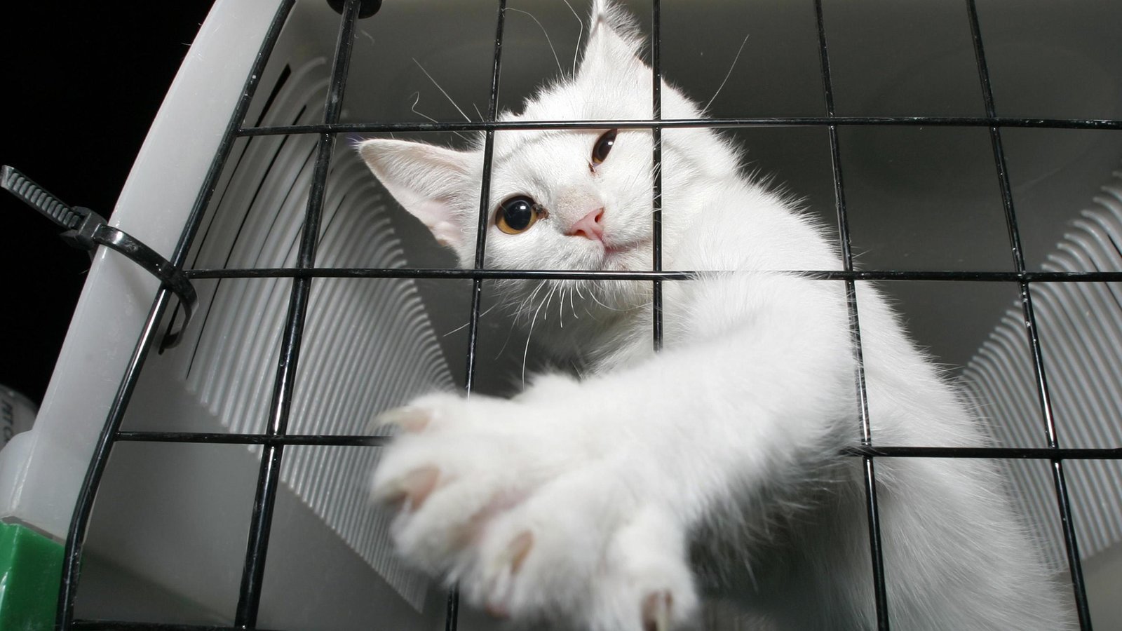 How to Transport Your Cat Safely