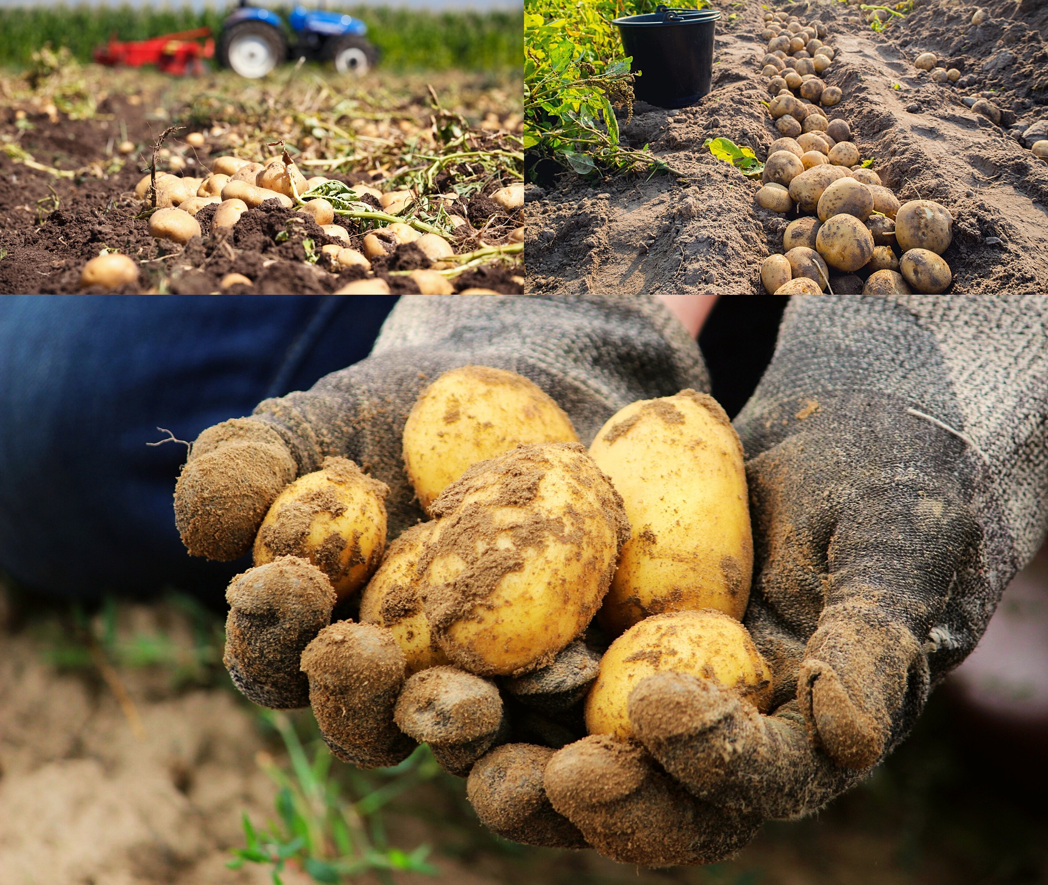 useful-tips-to-find-farm-work-in-australia